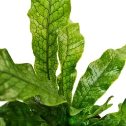 House Plant - Crocodile Fern - Rare Plant - 12 Cm Pot Size - 30-40 Cm Tall - Microsorum Musifolium Crocodyllus - Indoor Plant -Leaf Shop house plant crocodile fern rare plant 12 cm pot size 30 40 cm tall microsorum musifolium crocodyllus indoor plant5061018813094 03c MP