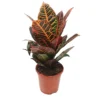 House Plant - Croton - Petra - 7 Cm Pot Size - 10-20 Cm Tall - Codiaeum Variegatum Var. Pictum - Indoor Plant -Leaf Shop house plant croton petra 7 cm pot size 10 20 cm tall codiaeum variegatum var pictum indoor plant5061018816415 01c MP