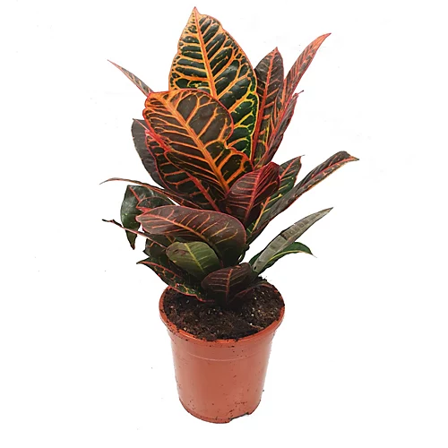 House Plant - Croton - Petra - 7 Cm Pot Size - 10-20 Cm Tall - Codiaeum Variegatum Var. Pictum - Indoor Plant 3 House Plant - Croton - Petra - 7 Cm Pot Size - 10-20 Cm Tall - Codiaeum Variegatum Var. Pictum - Indoor Plant