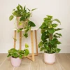 House Plant - Devil's Ivy - Golden Pothos - 12 Cm Pot Size - 10-20 Cm Tall - Epipremnum Pinnatum Aureum - Indoor Plant -Leaf Shop house plant devil s ivy golden pothos 12 cm pot size 10 20 cm tall epipremnum pinnatum aureum indoor plant5061018810789 01c MP