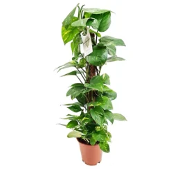 House Plant - Devil's Ivy - Golden Pothos - 12 Cm Pot Size - 10-20 Cm Tall - Epipremnum Pinnatum Aureum - Indoor Plant -Leaf Shop house plant devil s ivy golden pothos 12 cm pot size 10 20 cm tall epipremnum pinnatum aureum indoor plant5061018810789 02c MP