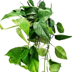 House Plant - Devil's Ivy - Golden Pothos - 12 Cm Pot Size - 10-20 Cm Tall - Epipremnum Pinnatum Aureum - Indoor Plant -Leaf Shop house plant devil s ivy golden pothos 12 cm pot size 10 20 cm tall epipremnum pinnatum aureum indoor plant5061018810789 03c MP