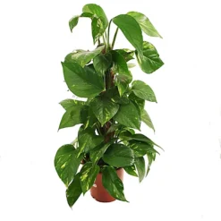 House Plant - Devil's Ivy - Golden Pothos - 12 Cm Pot Size - 10-20 Cm Tall - Epipremnum Pinnatum Aureum - Indoor Plant -Leaf Shop house plant devil s ivy golden pothos 12 cm pot size 10 20 cm tall epipremnum pinnatum aureum indoor plant5061018810789 04c MP