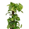 House Plant - Devil's Ivy - Golden Pothos - 15 Cm (Moss Pole) Pot Size - 50-70 Cm Tall - Epipremnum Pinnatum Aureum - Indoor Plant -Leaf Shop house plant devil s ivy golden pothos 15 cm moss pole pot size 50 70 cm tall epipremnum pinnatum aureum indoor plant5061018810802 01c MP