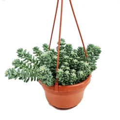 House Plant - Donkey's Tail - Burrito - 10 Cm Pot Size - Below 10 Cm Tall - Hylotelephium Sieboldii - Indoor Plant -Leaf Shop house plant donkey s tail burrito 10 cm pot size below 10 cm tall hylotelephium sieboldii indoor plant5061018810888 03c MP