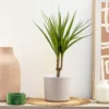 House Plant - Dragon Tree - Marginata - 24 Cm Pot Size - 130-150 Cm Tall - Dracaena Marginata - Indoor Plant -Leaf Shop house plant dragon tree marginata 24 cm pot size 130 150 cm tall dracaena marginata indoor plant5061018811816 01c MP