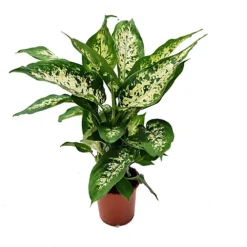 House Plant - Dumb Cane - Compacta - 12 Cm Pot Size - 30-40 Cm Tall - Dieffenbachia Araceae - Indoor Plant