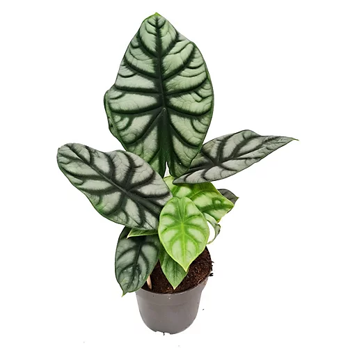 House Plant - Elephant Ear - Silver Dragon - Rare Plant - 14 Cm Pot Size - 30-40 Cm Tall - Alocasia Baginda - Indoor Plant 3 House Plant - Elephant Ear - Silver Dragon - Rare Plant - 14 Cm Pot Size - 30-40 Cm Tall - Alocasia Baginda - Indoor Plant