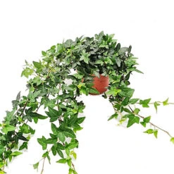 House Plant - English Ivy - Shamrock - 15 Cm (Free Pot Hanger) Pot Size - 30-40 Cm Tall - Hedera Helix - Indoor Plant -Leaf Shop house plant english ivy shamrock 15 cm free pot hanger pot size 30 40 cm tall hedera helix indoor plant5061018810574 02c MP