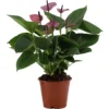 House Plant - Flamingo Flower - Baby Purple - 12 Cm Pot Size - 30-40 Cm Tall - Anthurium Andraeanum - Indoor Plant -Leaf Shop house plant flamingo flower baby purple 12 cm pot size 30 40 cm tall anthurium andraeanum indoor plant5061018814640 01c MP