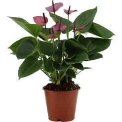 House Plant - Flamingo Flower - Baby Purple - 12 Cm Pot Size - 30-40 Cm Tall - Anthurium Andraeanum - Indoor Plant