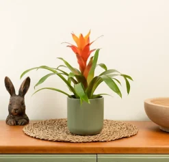 House Plant - Flowering Guzmania - Jazz Orange - 12 Cm Pot Size - 30-40 Cm Tall - Bromeliad - Indoor Plant