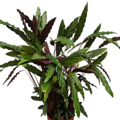 House Plant - Fuzzy Feathers - Elgergrass - 12 Cm Pot Size - 40-50 Cm Tall - Calathea Rufibarba - Indoor Plant
