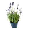 House Plant - Lavender - Purple - 10 Cm Pot Size - 10-20 Cm Tall - Lavendula - Indoor Plant 1 House Plant - Lavender - Purple - 10 Cm Pot Size - 10-20 Cm Tall - Lavendula - Indoor Plant -Leaf Shop house plant lavender purple 10 cm pot size 10 20 cm tall lavendula indoor plant5061018816279 01c MP