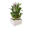 House Plant - Lucky Bamboo - 12 Cm (3 Tier) Pot Size - 20-30 Cm Tall - Dracaena Sanderiana - Indoor Plant -Leaf Shop house plant lucky bamboo 12 cm 3 tier pot size 20 30 cm tall dracaena sanderiana indoor plant5061018813674 01c MP
