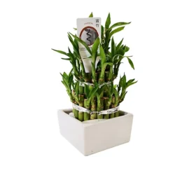 House Plant - Lucky Bamboo - 12 Cm (3 Tier) Pot Size - 20-30 Cm Tall - Dracaena Sanderiana - Indoor Plant
