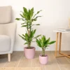 House Plant - Madagascar Dragon Tree - 17 Cm Pot Size - 70-90 Cm Tall - Dracaena Fragrans Steudneri - Indoor Plant -Leaf Shop house plant madagascar dragon tree 17 cm pot size 70 90 cm tall dracaena fragrans steudneri indoor plant5061018812936 01c MP