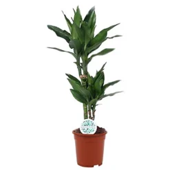 House Plant - Madagascar Dragon Tree - 17 Cm Pot Size - 70-90 Cm Tall - Dracaena Fragrans Steudneri - Indoor Plant -Leaf Shop house plant madagascar dragon tree 17 cm pot size 70 90 cm tall dracaena fragrans steudneri indoor plant5061018812936 03c MP
