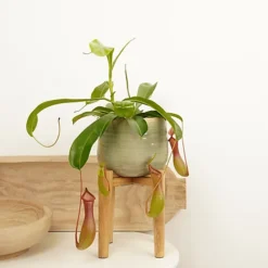 House Plant - Monkey Jars - Alata - 14 Cm (Free Pot Hanger) Pot Size - 30-40 Cm Tall - Nepenthes Alata - Indoor Plant