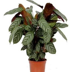 House Plant - Never Never Plant - Compact Star - 14 Cm Pot Size - 50-70 Cm Tall - Ctenanthe - Indoor Plant -Leaf Shop house plant never never plant compact star 14 cm pot size 50 70 cm tall ctenanthe indoor plant5061018810161 02c MP