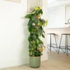 House Plant - Philo - Brasil - 12 Cm Pot Size - 10-20 Cm Tall - Philodendron Scandens - Indoor Plant -Leaf Shop house plant philo brasil 12 cm pot size 10 20 cm tall philodendron scandens indoor plant5061018813315 01c MP