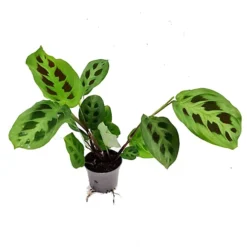 House Plant - Prayer Plant - Rabbit's Foot - 12 Cm Pot Size - 30-40 Cm Tall - Maranta Kerchoveana - Indoor Plant