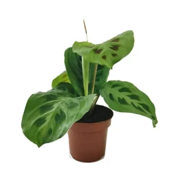 House Plant - Prayer Plant - Rabbit's Foot - 12 Cm Pot Size - 30-40 Cm Tall - Maranta Kerchoveana - Indoor Plant -Leaf Shop house plant prayer plant rabbit s foot 12 cm pot size 30 40 cm tall maranta kerchoveana indoor plant5061018812110 03c MP