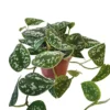 House Plant - Satin Pothos - 12 Cm Pot Size - 10-20 Cm Tall - Scindapsus Pictum Argyraeus - Indoor Plant -Leaf Shop house plant satin pothos 12 cm pot size 10 20 cm tall scindapsus pictum argyraeus indoor plant5061018810192 01c MP
