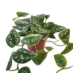 House Plant - Satin Pothos - 12 Cm Pot Size - 10-20 Cm Tall - Scindapsus Pictum Argyraeus - Indoor Plant -Leaf Shop house plant satin pothos 12 cm pot size 10 20 cm tall scindapsus pictum argyraeus indoor plant5061018810192 02c MP