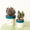 House Plant - Silver Dollar Plant - Lotus - 8 Cm Pot Size - Below 10 Cm Tall - Crassula Garnet - Indoor Plant -Leaf Shop house plant silver dollar plant lotus 8 cm pot size below 10 cm tall crassula garnet indoor plant5061018811847 01c MP