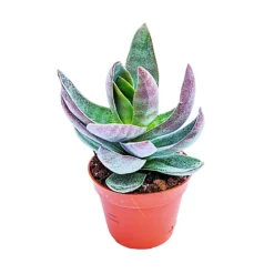 House Plant - Silver Dollar Plant - Lotus - 8 Cm Pot Size - Below 10 Cm Tall - Crassula Garnet - Indoor Plant -Leaf Shop house plant silver dollar plant lotus 8 cm pot size below 10 cm tall crassula garnet indoor plant5061018811847 02c MP