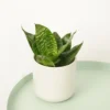 House Plant - Snake Plant - Hahnii - 9 Cm Pot Size - Sansevieria Trifasciata - Indoor Plant -Leaf Shop house plant snake plant hahnii 9 cm pot size sansevieria trifasciata indoor plant5061018815449 01c MP