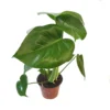 House Plant - Swiss Cheese Plant - 14 Cm Pot Size - 50-70 Cm Tall - Monstera Deliciosa - Indoor Plant -Leaf Shop house plant swiss cheese plant 14 cm pot size 50 70 cm tall monstera deliciosa indoor plant5061018810284 01c MP
