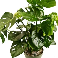 House Plant - Swiss Cheese Plant - 14 Cm Pot Size - 50-70 Cm Tall - Monstera Deliciosa - Indoor Plant -Leaf Shop house plant swiss cheese plant 14 cm pot size 50 70 cm tall monstera deliciosa indoor plant5061018810284 02c MP