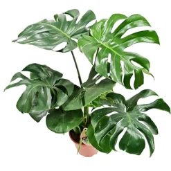 House Plant - Swiss Cheese Plant - 14 Cm Pot Size - 50-70 Cm Tall - Monstera Deliciosa - Indoor Plant -Leaf Shop house plant swiss cheese plant 14 cm pot size 50 70 cm tall monstera deliciosa indoor plant5061018810284 03c MP