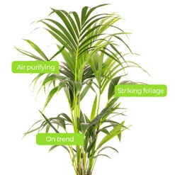 Howea Forsteriana - Indoor House Plant For Home Office, Kitchen, Living Room - Potted Houseplant (90-100cm) -Leaf Shop howea forsteriana indoor house plant for home office kitchen living room potted houseplant 90 100cm 5059442035519 02c MP