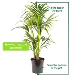 Howea Forsteriana - Indoor House Plant For Home Office, Kitchen, Living Room - Potted Houseplant (90-100cm) -Leaf Shop howea forsteriana indoor house plant for home office kitchen living room potted houseplant 90 100cm 5059442035519 03c MP