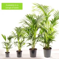 Howea Forsteriana - Indoor House Plant For Home Office, Kitchen, Living Room - Potted Houseplant (90-100cm) -Leaf Shop howea forsteriana indoor house plant for home office kitchen living room potted houseplant 90 100cm 5059442035519 04c MP