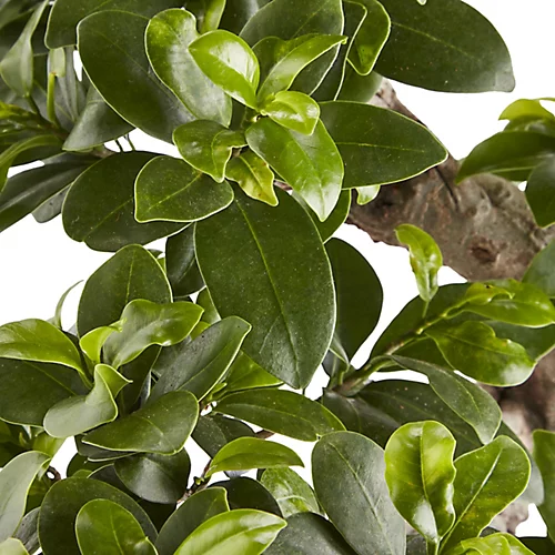 In 20cm Terracotta Plastic Pot 4 In 20cm Terracotta Plastic Pot - Image 2