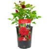 In Loving Memory Red Rose - Outdoor Plant, Ideal For Gardens, Compact Size -Leaf Shop in loving memory red rose outdoor plant ideal for gardens compact size5051641538792 01c MP