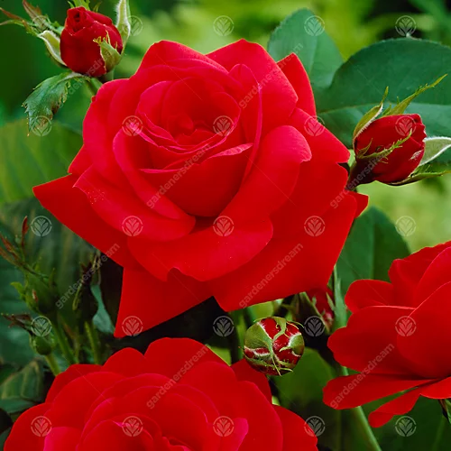In Loving Memory Red Rose - Outdoor Plant, Ideal For Gardens, Compact Size 4 In Loving Memory Red Rose - Outdoor Plant, Ideal For Gardens, Compact Size - Image 2