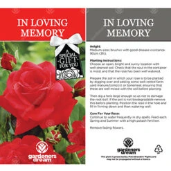 In Loving Memory Red Rose - Outdoor Plant, Ideal For Gardens, Compact Size 8 In Loving Memory Red Rose - Outdoor Plant, Ideal For Gardens, Compact Size -Leaf Shop in loving memory red rose outdoor plant ideal for gardens compact size5051641538792 03c MP