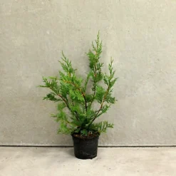 Leylandii 40cm Height Evergreen Hedge Plant Pack Of 12 -Leaf Shop leylandii 40cm height evergreen hedge plant pack of 125056684004242 03c MP