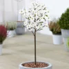 Magnolia Stellata Patio Tree - Stunning Variety, Ideal For UK Gardens, Compact Size (2-3ft) 2 Magnolia Stellata Patio Tree - Stunning Variety, Ideal For UK Gardens, Compact Size (2-3ft) -Leaf Shop magnolia stellata patio tree stunning variety ideal for uk gardens compact size 2 3ft 5059442003495 01c MP