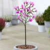 Magnolia Susan Patio Tree - Stunning Variety, Ideal For UK Gardens, Compact Size (2-3ft) 1 Magnolia Susan Patio Tree - Stunning Variety, Ideal For UK Gardens, Compact Size (2-3ft) -Leaf Shop magnolia susan patio tree stunning variety ideal for uk gardens compact size 2 3ft 5059442003488 01c MP