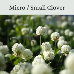 Micro Clover Seed For Lawn UK - 100% Small Leaf White Clover - Over Seeding Or New Areas - 100g Pack Covers 10-20m² -Leaf Shop micro clover seed for lawn uk 100 small leaf white clover over seeding or new areas 100g pack covers 10 20m 5065007977958 03c MP