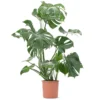Monstera Deliciosa - Trendy And Lush Indoor Plant For Interior Spaces (110-120cm) -Leaf Shop monstera deliciosa trendy and lush indoor plant for interior spaces 110 120cm 5059442035595 01c MP
