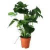 Monstera In 19cm Terracotta Plastic Grow Pot -Leaf Shop monstera in 19cm terracotta plastic grow pot5059340127033 02c