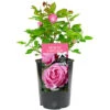 Mum In A Million Pink Rose - Outdoor Plant, Ideal For Gardens, Compact Size -Leaf Shop mum in a million pink rose outdoor plant ideal for gardens compact size5051641538815 01c MP