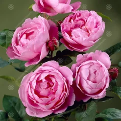 Mum In A Million Pink Rose - Outdoor Plant, Ideal For Gardens, Compact Size -Leaf Shop mum in a million pink rose outdoor plant ideal for gardens compact size5051641538815 02c MP